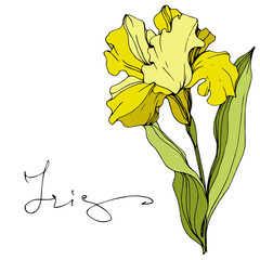 Vector Yellow iris floral botanical flower. Engraved ink art. Isolated iris illustration element.