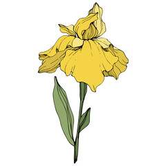 Vector Yellow iris flower. Wild spring leaf wildflower. Engraved ink art. Isolated iris illustration element.