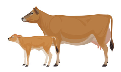 Cow Jersey with Calf - The Best Milk Cattle Breeds. Farm animals. Vector Illustration.