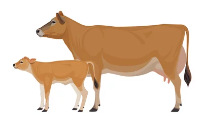Fotobehang Cow Jersey with Calf - The Best Milk Cattle Breeds. Farm animals. Vector Illustration. © happy_job