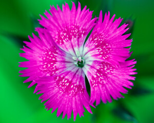 Fototapeta premium Macro image of colorful flowers forming abstract backgrounds and designs showing patterns and lines in nature Lake Atitlan, Guatemala.