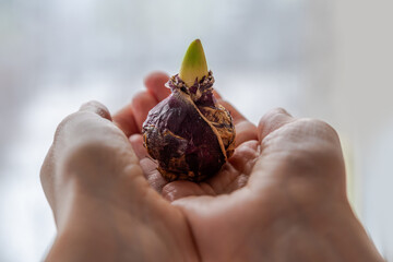 Hands holding young hyacinth sprout. Growing a flower bulb Hyacinthus orientalis in spring. Process...