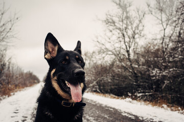Naklejka premium Large Shepherd Dog in Winter
