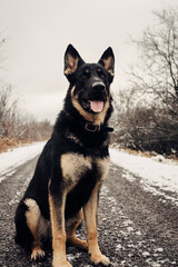 Large Shepherd Dog in Winter