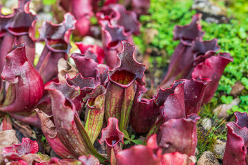 Carnivorous pitcher plants or monkey cups in the garden