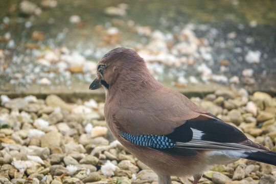 rear three quarter view of a jay (Garrulus glandarius) contemplating the next food morcel to take from the ground 
