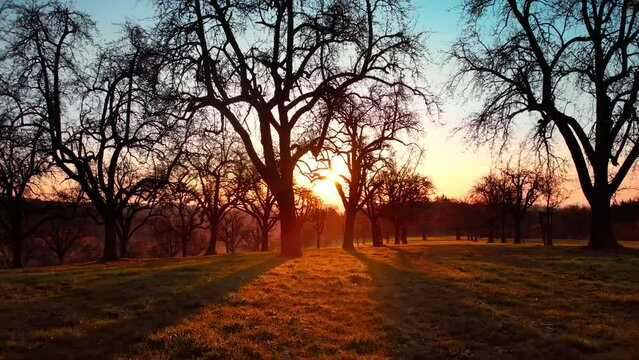 Beautiful red sunset on idyllic countryside, with the camera gently moving through the silhouettes of beautiful bare trees towards the sun