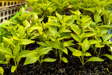 Home seedlings of peppers. Young shoots of plants in a greenhouse. Vegetable sprouts for planting in the garden. Domestic method of growing food