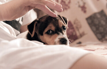 A cute puppy (Jack Russell terrier breed) resting in the arms of her owner, looking at the camera.
