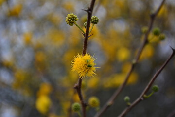 flowers in the wind