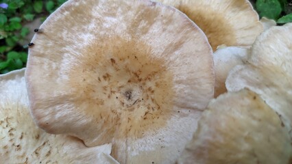 
mushroom plant growing wild among the green grass
