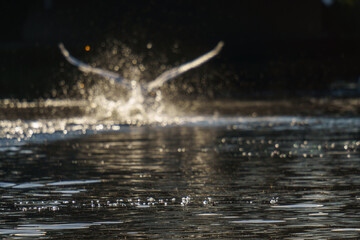 A lake and in the background a swan taking off, speeding on the water surface

