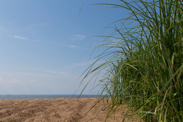 tall green coastal grass on the shore of a blue ocean lake on golden sand on a sunny summer day