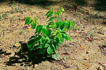 New tree growing on the forest floor