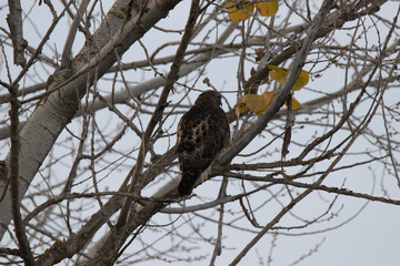 hawk on a branch