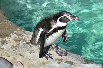 penguin on the rocks
