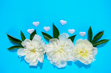 White flowers peonies and hearts on blue background with copy space. Concept of Valentine's Day, Women's Day, Mother's Day.