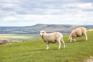 Sheep grazing on a South Downs hillside