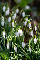 Snowdrops in bloom in early February