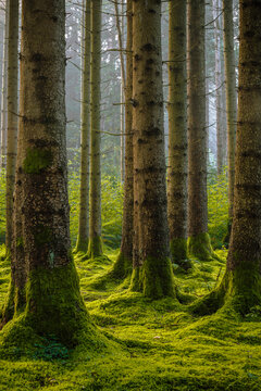 green forest in the morning