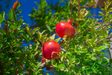 Pomegranate