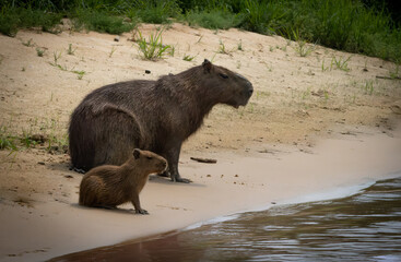 capybara, the largest rodent in the world