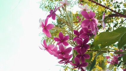 Bunch of flower in pink color