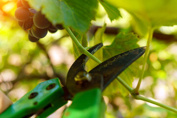 Pruning grape branches with garden loppers or averruncator. Selective focus