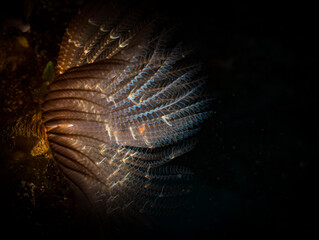 Feather duster worm (Sabellastarte spectabilis) on the reef off the Dutch Antilles island of Sint...