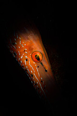 The close-up colours of a trumpetfish (Aulostomus maculatus) on the reef off the Dutch Caribbean...