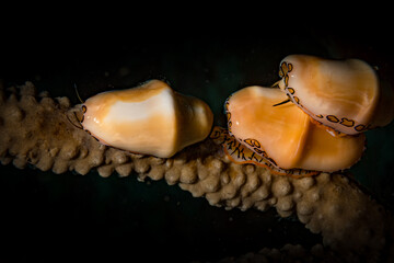 Flamingo Tongue snails  (Cyphoma gibbosum) mating on the reef off the Dutch Caribbean island of Sint Maarten