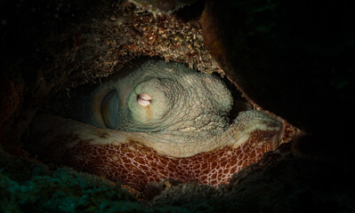 Common octopus (Octopus vulgaris) hides on the reef off the island of Sint Maarten, Dutch Caribbean.