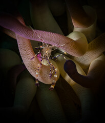 The beauty of a Spotted cleaner shrimp (Periclimenes yucatanicus) on the reef off the Dutch...
