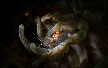 The beauty of a Spotted cleaner shrimp (Periclimenes yucatanicus) on the reef off the Dutch...