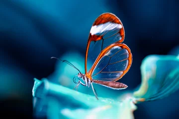 Fototapete Nahaufnahme schöner Glasflügelschmetterling (Greta oto) in einem Sommergarten. © blackdiamond67