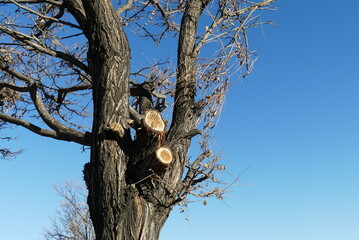 pruned trees by the roadside, tree pruning forms,