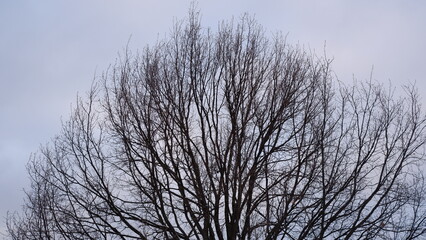 A bare tree against the background of snow and sky.
