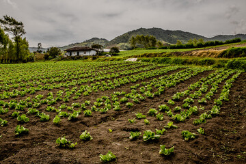 campo