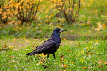 Portrait of Eurasian rook Corvus frugilegus . Black bird with bare base of bill walking in grass and looking for food.