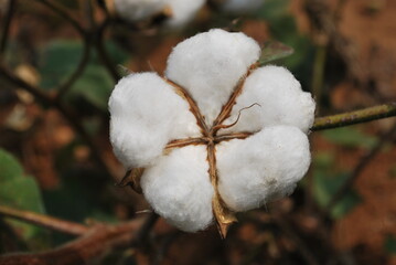 cotton plant grow in India