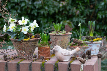 Christrose, Hyazinthe und Schneeglöckchen in vintage Terracotta-Töpfen im Garten