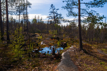 Fototapeta na wymiar Landscape of the Karelian forest. Two stumps by a small lake in the forest on a rocky massif.