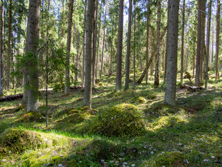 Fototapeta na wymiar Magical fairytale forest. Coniferous forest covered of green moss. Mystic atmosphere.
