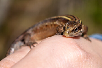Green lizard in the hands of a child. Lizard on hand, small green sitting on a hand