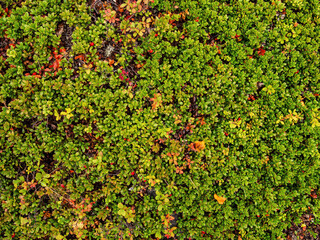 Fototapeta na wymiar Green lingonberry leaves pattern and forest background. Natural organic background