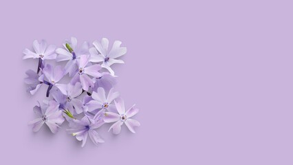Fototapeta na wymiar Purple flower backgrounds