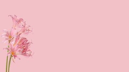 Pastel Pink flower backgrounds