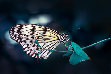 Macro shots, Beautiful nature scene. Closeup beautiful butterfly sitting on the flower in a summer garden.