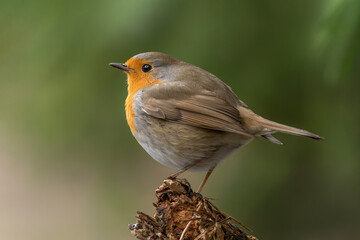  European Robin (Erithacus rubecula) on a branch in the forest of Noord Brab in the Netherlands. Green background.                                                                      