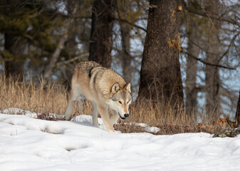 Tundra Wolf walking in the winter snow with the mountains in the background